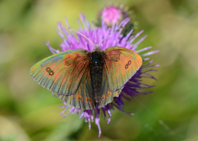 Erebia carmenta: riflessi